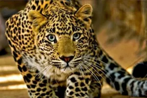 देहरादून: परिवार के बीच से बच्चे को उठा ले गया गुलदार, बाग में मिला शव  