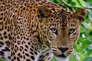 जसपुर: चार दिन बाद भी खेतों से बाहर नहीं निकली मादा गुलदार 