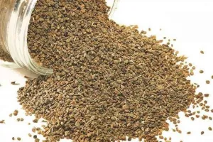 बदलते मौसम में अजवाइन है बेहद कारगर, फायदे जानकर हो जाएंगे हैरान