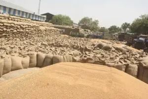 रुद्रपुर: एक माह में यूएस नगर में मात्र 119 कुंतल गेहूं की खरीद