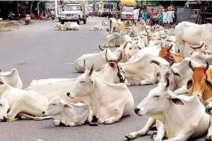 रुद्रपुर: आवारा पशुओं को लेकर कांग्रेस प्रदेश प्रवक्ता ने हाईकोर्ट में भेजा पत्र