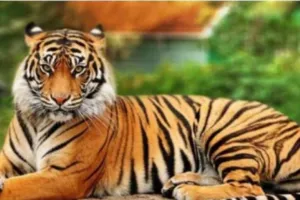 Uttarkashi News : घास काटने गई महिला को गुलदार ने बनाया अपना शिकार, दहशत में लोग 