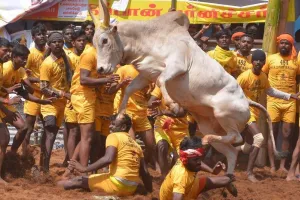 जल्लीकट्टू पर शीर्ष अदालत के फैसले से गोवा के खेल ‘धिरिओ’ के वैध होने की आस जगी: आप विधायक 