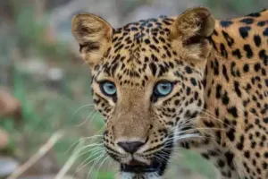 हल्द्वानी: खूंखार हुए जंगली जानवर, ढाई दशक में जानलेवा हमलों की तीन गुना हुई रफ्तार