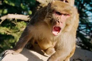 गरमपानी: सीएम पोर्टल पर मामला दर्ज होने पर निकले बंदर पकड़ने 