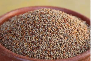 हल्द्वानी: 1.32 लाख कार्डधारकों तक पहुंचा मडुवा 