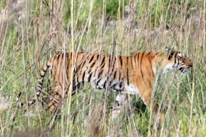 Ramnagar News : फिर से एक और बाघिन को भेजा गया राजा जी नेशनल पार्क, पूर्व में दो बाघों को जा चुका है भेजा