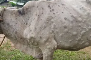 हल्द्वानी: पर्वतीय क्षेत्रों में बढ़ रहे लंपी के मामले, पशु चिकित्सा वाहन और स्टाफ नहीं है पर्याप्त