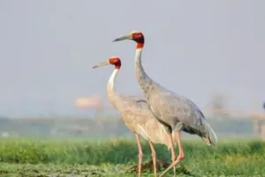 बरेली: जून में शुरू होगी सारसों की गणना, तैयारी शुरू