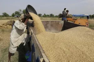 रुद्रपुर: कुमाऊं में सरकारी क्रय केंद्रों में मात्र 1120 क्विंटल गेहूं की खरीद