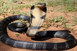 बाजपुर: कोबरा के डसने से किशोर की मौत 