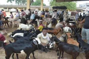 ईद-उल-अजहा : खुदा को प्यारी है कुर्बानी, मुस्लिम बाहुल्य इलाकों में छाई रौनक