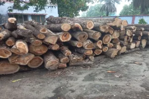 बहराइच : बिना परमिट के काटे गए दर्जनों सागौन के पेड़ 