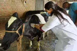 बागेश्वर: लंपी वायरस के चलते दूध की बिक्री हुई कम