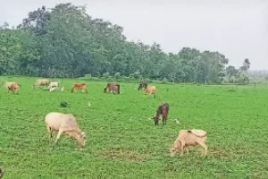 बरेली: 6.14 लाख पशुओं पर मंडरा रहा गलाघोंटू का खतरा