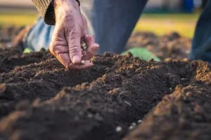 अयोध्या : किसानों को आर्गेनिक खेती के गुण सिखा रहा कृषि विभाग