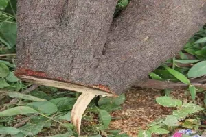 रामनगर: बीस साल पुराने चंदन का पेड़ काट ले गए चोर