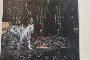 लखनऊ : 'टाइगर इन मेट्रो' फोटो प्रदर्शनी में लगाई गईं कई दुर्लभ तस्वीरें..