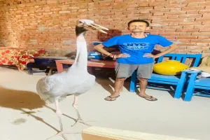 अमेठी : आरिफ के बाद अब टूटी चंदन और सारस की दोस्ती