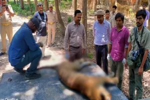 लखीमपुर-खीरी: दुधवा टाइगर रिजर्व के बफर जोन मैलानी में बाघिन की मौत