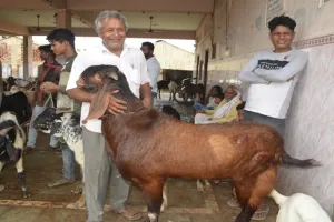 अयोध्या : ईद-उल-अजहा को लेकर गुलजार हुई बकरा मंडी, उमड़ रहे खरीदार