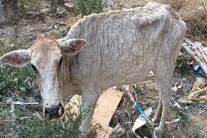 रायबरेली: मवेशियों के शरीर ने निकल रहे फोड़े, पशुपालकों में भय 