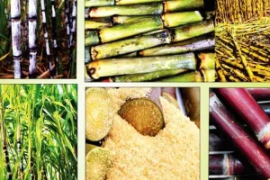 सरकार ने गन्ने का न्यूनतम मूल्य बढ़ाकर किया 315 रुपये प्रति क्विंटल 