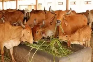 बरेली: छुट्टा गोवंशों की शिकायतें पहुंचीं मुख्यमंत्री तक, यहां गोशाला नहीं बना रहे अधिकारी