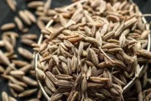 हल्द्वानी: जीरे पर महंगाई का 'तड़का', 500 के पार 'भड़का'