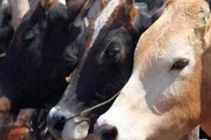 रामपुर में अजीबोगरीब मामला, व्यापारी किसानों के लाखों के पशु लेकर फरार