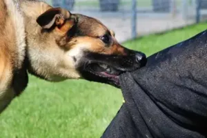 बरेली: कुत्तों को मौसम बना रहा आक्रामक...रहें सावधान, दूसरे कारण भी जानिए