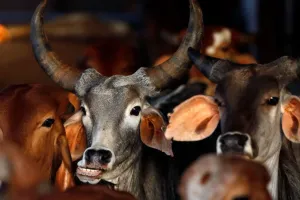 पशु बलि प्रतिबंध मामले में कोर्ट ने कहा, कहीं भी पशुओं को मारने की अनुमति नहीं देंगे 