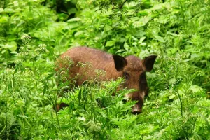 गरमपानी: सूअरों का झुंड गोभी, शिमला मिर्च, टमाटर की उपज को कर रहा बर्बाद