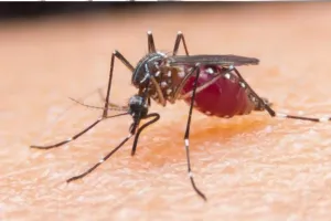 बरेली: मलेरिया का हमला तेज, 15 दिन में दोगुने मरीज