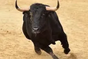 Tanakpur News: आवारा पशु के हमले में दिव्यांग घायल, प्राथमिक उपचार के बाद हुआ डिस्चार्ज