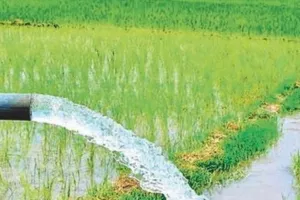 Almora News: नहरें खस्ताहाल होने से किसान सिंचाई से वंचित, आपदा व सड़क निर्माण से हुई क्षतिग्रस्त