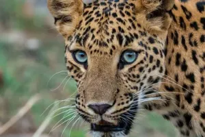 Kashipur News: तेंदुए ने बकरी पर किया हमला, घायल, ग्रामीणों ने वन विभाग पर लगाया लापरवाही का आरोप