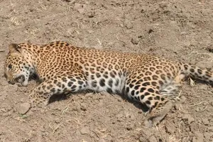 पीलीभीत टाइगर रिजर्व के एक और तेंदुए की मौत, शव मिलने से हड़कंप