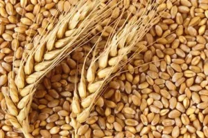 बरेली: ...तो गरीब इस साल भूल जाएं गेहूं खाने का सपना