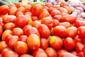 सहारनपुर में टमाटर हुआ और लाल, भाव 250 के पार