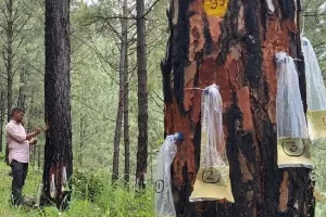 भवाली: पिकअप से हो रही थी लीसा तस्करी, गिरफ्तार