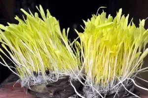 हल्द्वानी: पर्वतीय सांस्कृतिक उत्थान मंच में पांच दिनों तक चलेगा हरेला पर्व