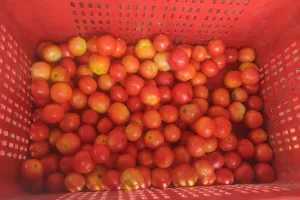 बरेली: टमाटर ने तोड़ा पांच साल का रिकॉर्ड, कई और सब्जियों पर भी महंगाई की मार