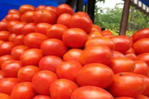 महाराष्ट्र : किसान के 400 किलोग्राम टमाटर चोरी, करीब 20 हजार रुपये का हुआ नुकसान