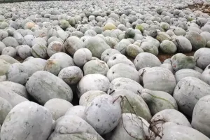 बरेली: कुम्हड़े के भाव गिरे तो फंस गए सैकड़ों किसान, कम लागत में ज्यादा मुनाफा देने वाले कुम्हड़े लागत नहीं हो पा रही है वसूल