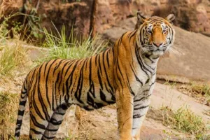 हल्द्वानी: डब्ल्यूआईआई करेगा खुलासा, बाघ उत्तर प्रदेश का था या उत्तराखंड का