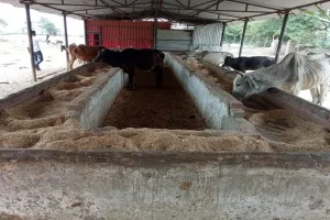 अयोध्या: गोशाला में पानी न हरा चारा, एक हफ्ते में घट गए पशु, गंदा पानी पी रहे हैं गोवंश