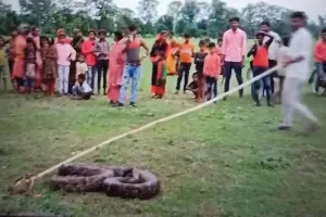 Video: बहराइच में बकरी को निगल गया अजगर तो युवकों ने तालाब से खींचा निकाला बाहर, डीएफओ बोले होगी कार्यवाई