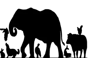 हल्द्वानी: पशु क्रूरता पर महज 50 रुपये जुर्माना... इसमें संशोधन की मांग 