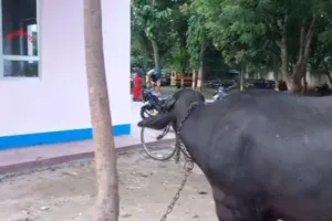 Kannauj: दबंगों ने की पिटाई, किसान भैंस को लेकर पहुंचा कोतवाली, बोला- साहब लाठी-डंडो से पीटा और फूट-फूटकर रोने लगा